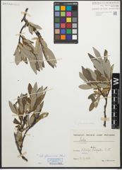 Foto von Salix glaucosericea Flod.